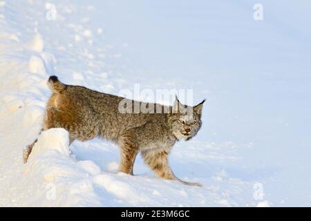A Canadian lynx 'Felis lynx', crossing through the fresh snow in rural Alberta Canada. Stock Photo