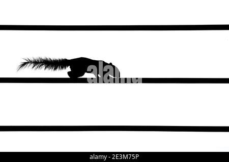 Silhouette Picture of Squirrel on Electric Wire Isolated on White Background Stock Photo