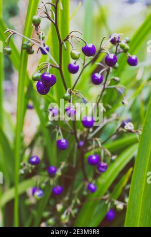 native Australian Dianella grass plant with edible blue berries outdoor in sunny backyard shot at shallow depth of field Stock Photo