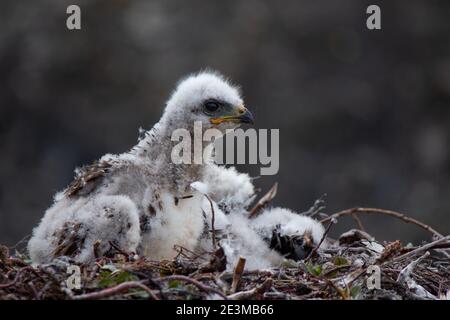 Young rough-legged hawk in its nest Stock Photo