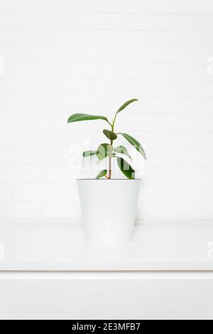 Ficus tree in bright interior. White brick wall with house plant. Indoor ficus elastica. House potted plant with big green leaves. Vertical format. Stock Photo