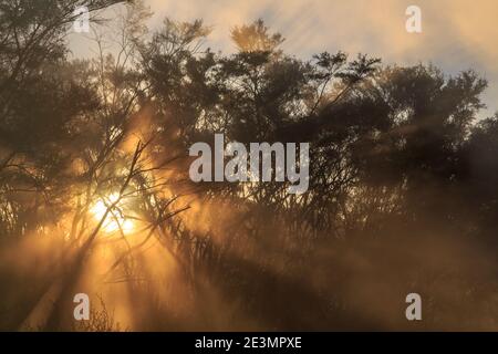 The rays of the setting sun shining through mist and shrubs Stock Photo