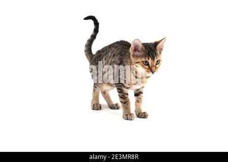 Purebred smooth-haired kitten on a white background Stock Photo