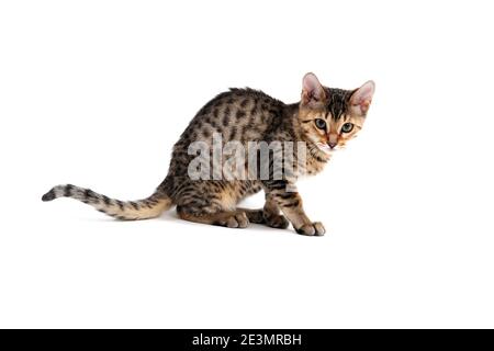 Purebred smooth-haired kitten on a white background Stock Photo