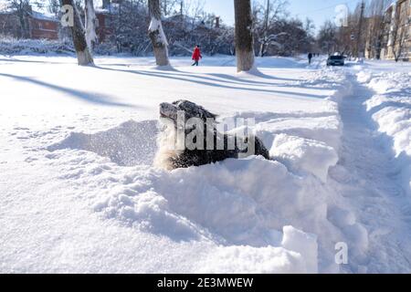 bernese mountain dog covered with snow lying in the big snow drifts Stock Photo