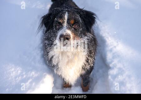 bernese mountain dog covered with snow lying in the big snow drifts Stock Photo