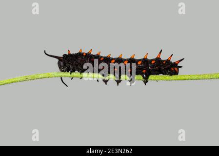 Pipevine Swallowtail caterpillar on a Dutchmans Pipe Vine stem Stock Photo