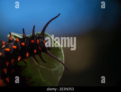 Top view of Pipevine Swallowtail caterpillar on a Dutchmans Pipe Vine Stock Photo