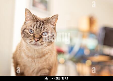 Senior tabby cat indoor portrait - blurred background and copy space Stock Photo