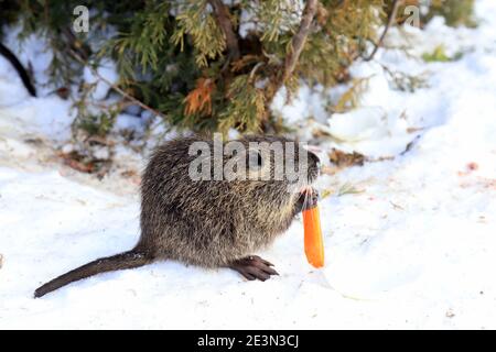 Nutria with long gray fur, otter, marsh beaver eat in the snow in farm the river. Water rat, muskrat sits in a winter park, zoo, forest. Stock Photo