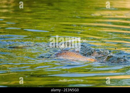 Common carp spawn in the spring and early summer in shallow waters Stock Photo