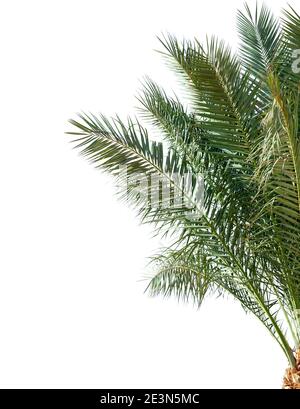 Date palm  leaves isolated on white background Stock Photo