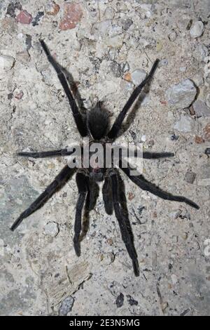 Male Cinnamon Tarantula Crassicrus lamanai Stock Photo
