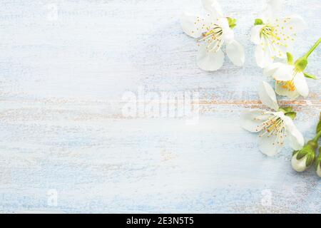 Light  blue wooden shabby background with Cherry flowers. Stock Photo