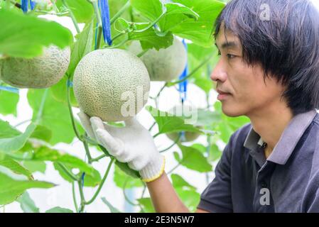 The man Checking Fresh green melon in greenhouse Stock Photo