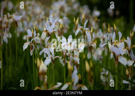 White irises on the flower bed. Japanese iris in the garden. White flowers in the summer. The buds are in bloom. Stock Photo