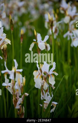White irises on the flower bed. Japanese iris in the garden. White flowers in the summer. The buds are in bloom. Stock Photo