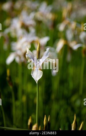 White irises on the flower bed. Japanese iris in the garden. White flowers in the summer. The buds are in bloom. Stock Photo