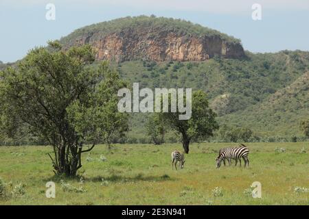 Zebras graze on the grass in the Hell's Gate National Park in Kenya Stock Photo