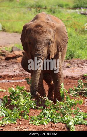 An orphaned elephant calf at the David Sheldrick Wildlife Trust Stock Photo