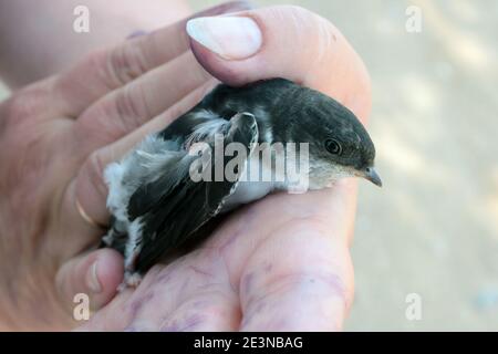 A village woman tries to help a wounded  bird Stock Photo