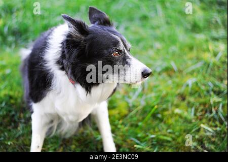 Black and white dog with gray hairs. Portrait of 12 years old border collie. Stock Photo