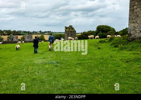 Young man and woman walk through a flock of sheep toward Kells Priory ruins, County Kilkenny, Ireland Stock Photo