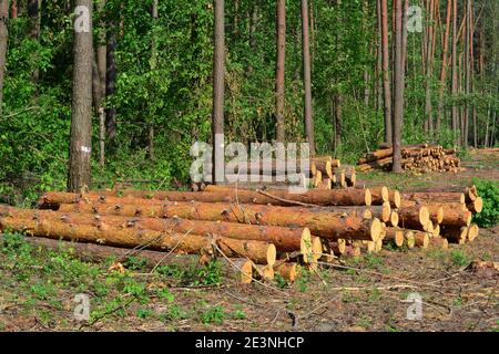 Piles of pine logs cut down in a forest, logging area as the evidence of deforestation, forest harvesting, clearing of the wood. Stock Photo