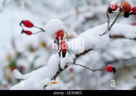 Red rose hips in winter with frost and snow Stock Photo