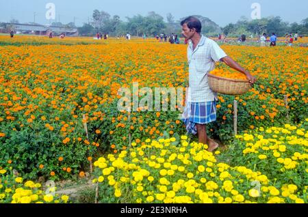 Picture of a marigold field in rural Medinipur. In the afternoon, a flower grower is busy picking marigold flowers in the marigold field. Stock Photo
