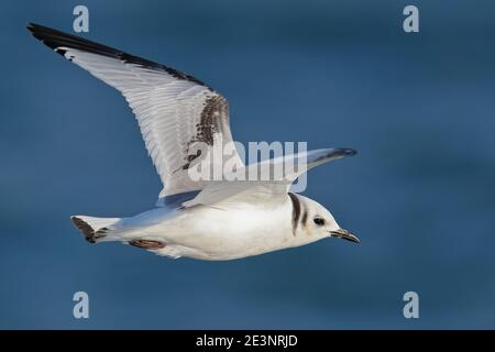 Black-legged Kittiwake (Rissa tridactyla) immature flying over open water, North Sea, Germany Stock Photo