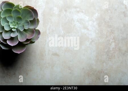 Succulent plant background. Cactus plant on a dark wooden background. Lifestyle and flatlay concept, copy space. High quality photo Stock Photo