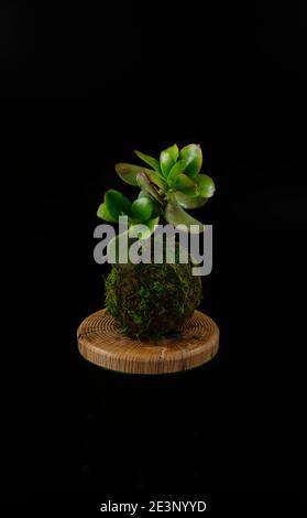 Kokedama of a succulent plant called crassula ovata or Jade plant on a wood coasters. Black background. Selective focus. Stock Photo