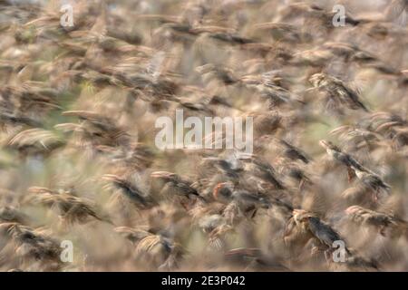 Red-billed quelea (Quelea quelea) flock, Mashatu game reserve, Botswana Stock Photo