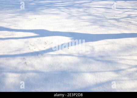 Shadow from a tree in the snow in winter on a sunny day. Atmospheric natural snow background. Stock Photo