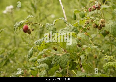 Biodivers ecosystem of an English lowland medow Stock Photo