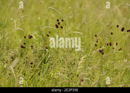 Biodivers ecosystem of an English lowland medow Stock Photo