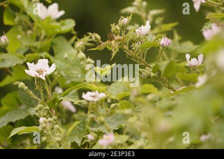 Biodivers ecosystem of an English lowland medow Stock Photo