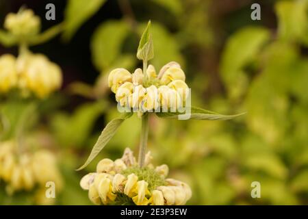 Biodivers ecosystem of an English lowland medow Stock Photo