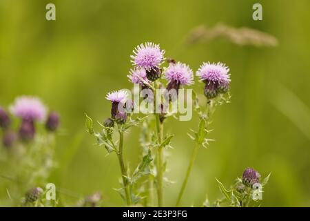 Biodivers ecosystem of an English lowland medow Stock Photo