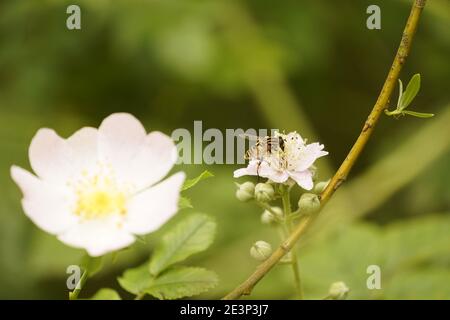 Biodivers ecosystem of an English lowland medow Stock Photo