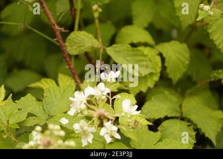 Biodivers ecosystem of an English lowland medow Stock Photo