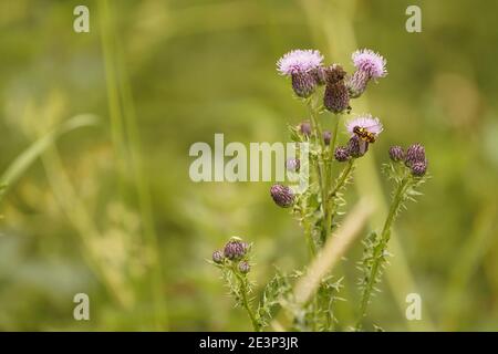 Biodivers ecosystem of an English lowland medow Stock Photo