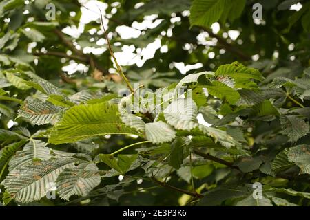 Biodivers ecosystem of an English lowland medow Stock Photo