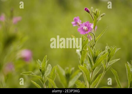 Biodivers ecosystem of an English lowland medow Stock Photo