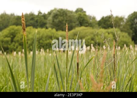 Biodivers ecosystem of an English lowland medow Stock Photo