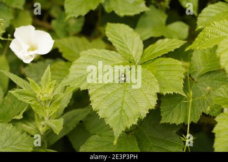 Biodivers ecosystem of an English lowland medow Stock Photo