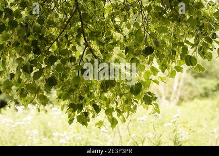 Biodivers ecosystem of an English lowland medow Stock Photo