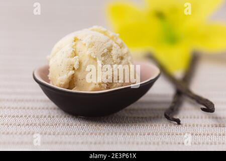 Fresh homemade ice cream scoop vanilla ice cream with vanilla pods and vanilla blossom Stock Photo