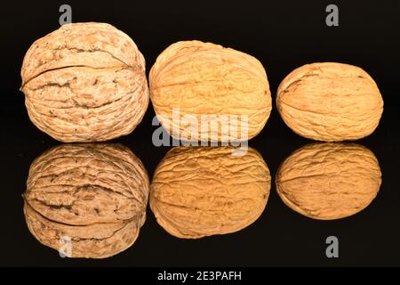 Three whole brown natural ripe tasty walnuts on a black background. Stock Photo